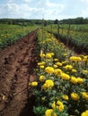 Marigold garden thai Royalty Free Stock Photo